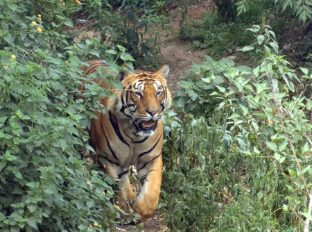 The elusive bengal tiger in Bardia National Park