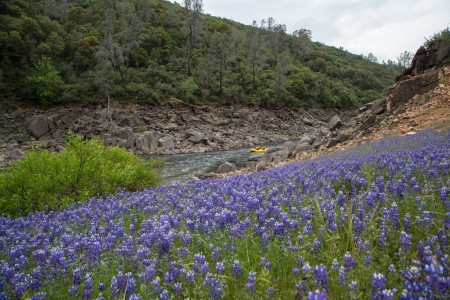 Wild Flowers on the South Fork Of The American River