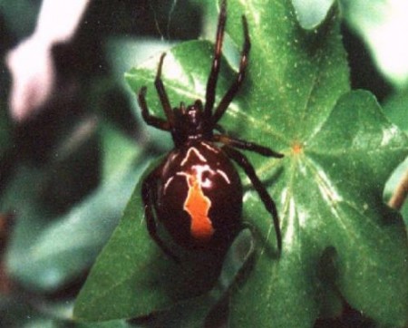 New Zealand only 'nasty' the Katipo Spider. Rarely seen.