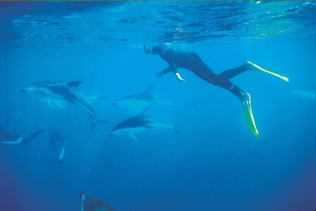 Swimming with dolphins in Kaikoura