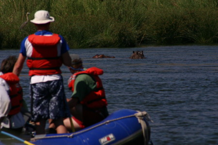 Checking out hippos on our final day on the water.