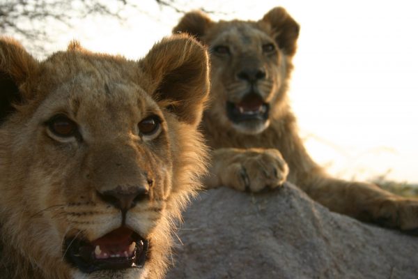 Two lion cubs