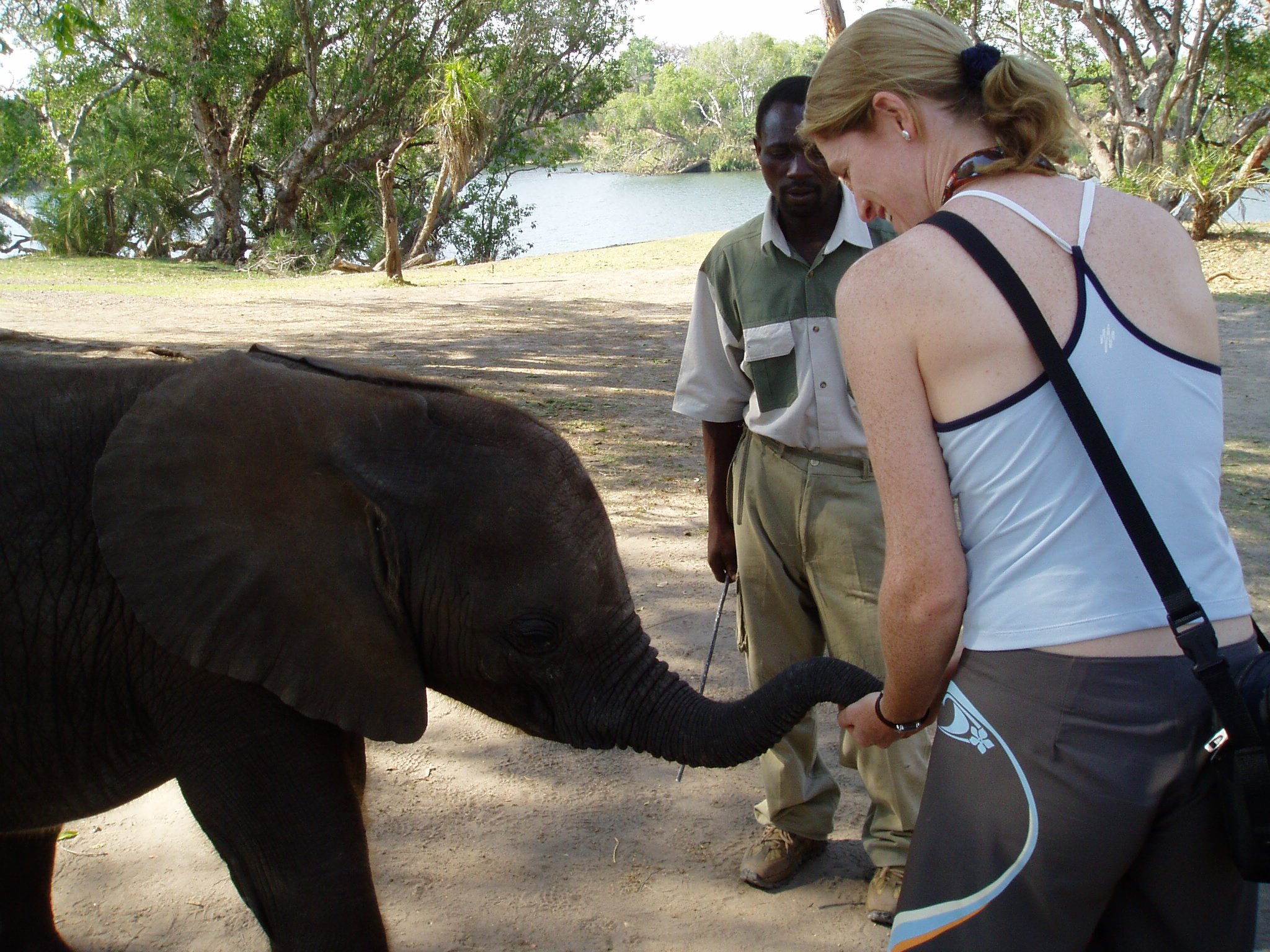 A woman feeding elephants at a sanctuary