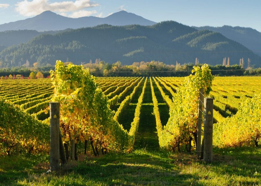 Vineyards in New Zealand