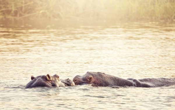 Two hippos swimming in a pond at sunset, just the tops of their heads and bodies showing above the water line
