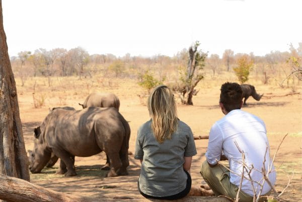 A man and woman with their backs to the camera look at rhino up close as they graze parched earth