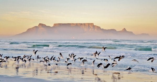 Table Bay and Table Mountain at sunset, Cape Town, with a flock of sea birds flying low above the waves